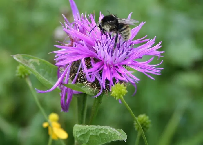 Almchalet Chalet Stadl an der Mur