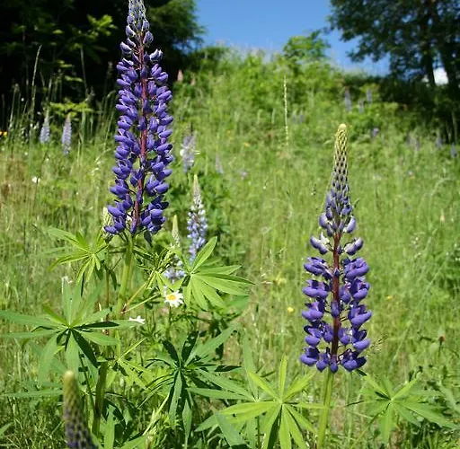 Almchalet Σαλέ Stadl an der Mur